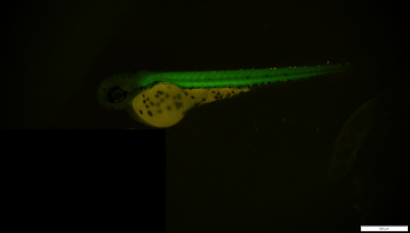 GFP expression driven by actin promoter in 3 days post fertilization zebrafish larva